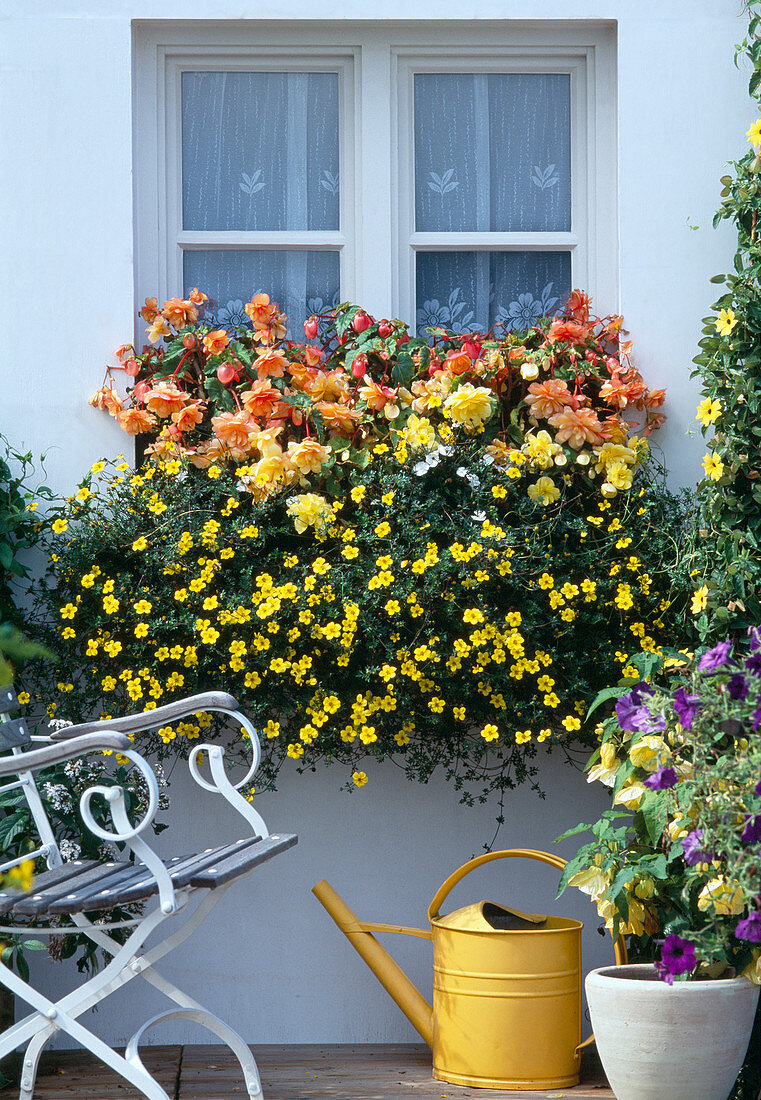 Begonia 'Illumation Orange'