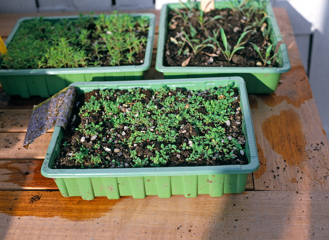 Germinated summer flowers