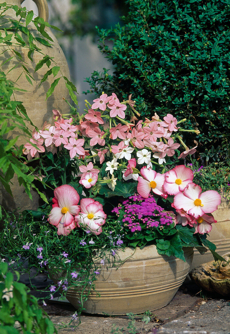 Nicotiana x sanderae 'Appleblossom', Begonia-Hybride