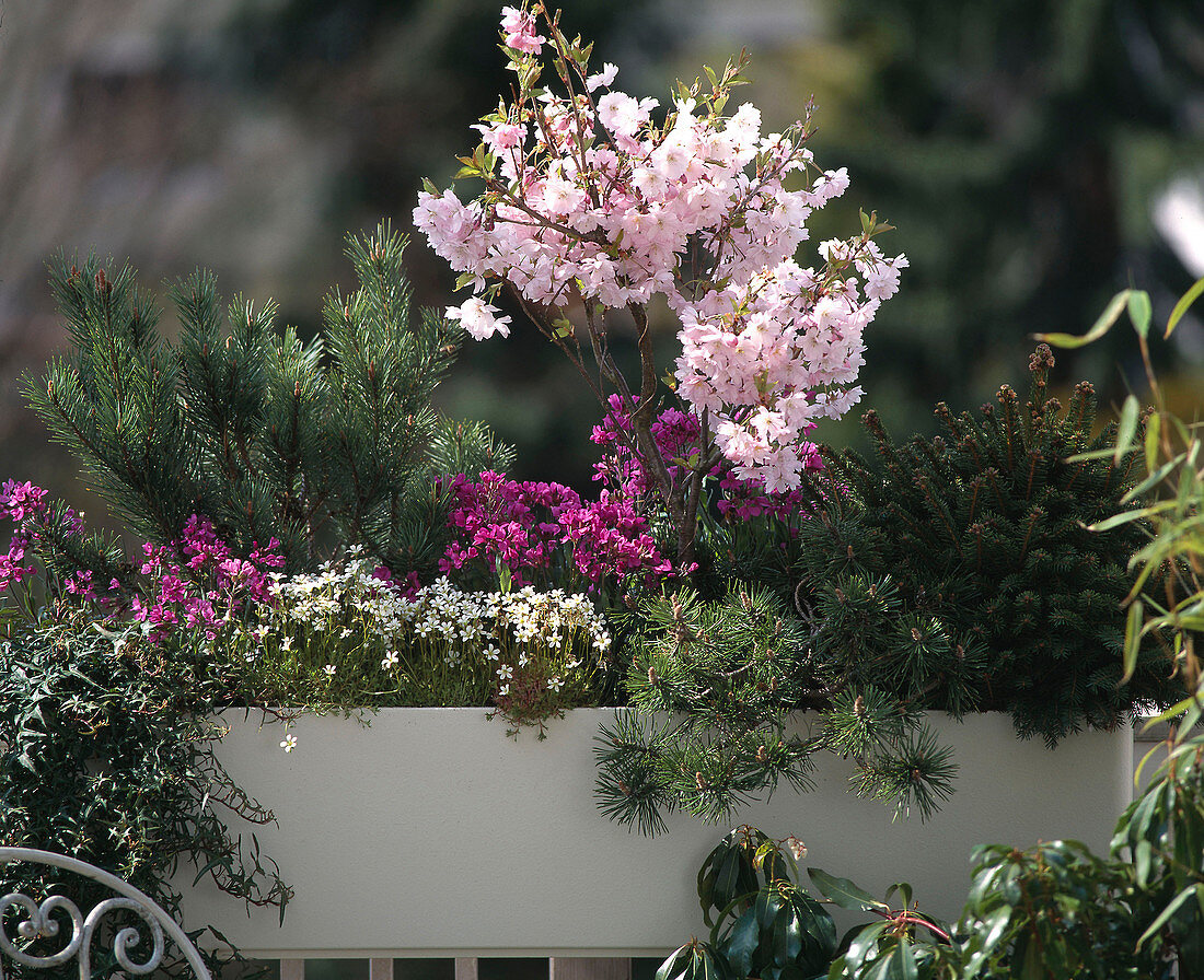 Hedera helix, Pinus sylvestris 'Watereri', Arabis, Saxifraga x arendsii