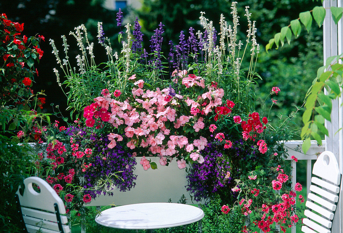 Salvia farinacea 'viktoria 'U.' Porcelain ', Impatiens