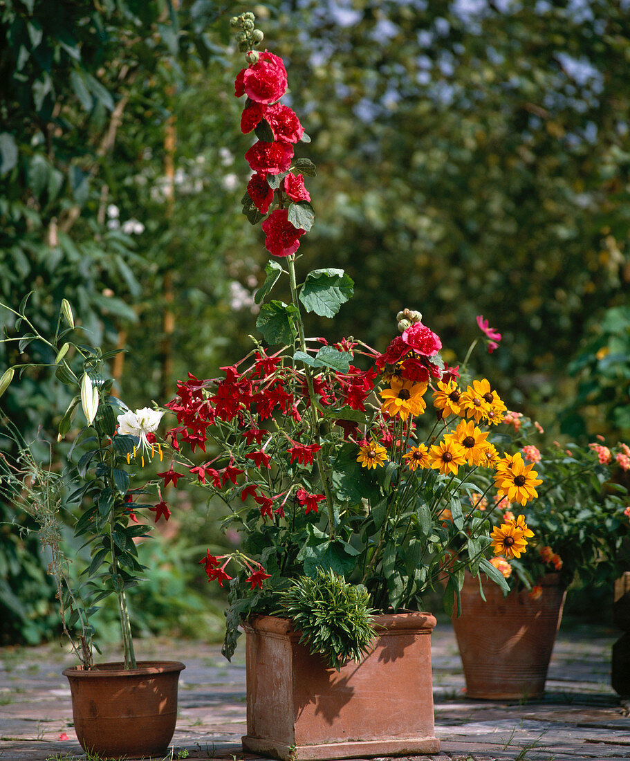 Terracotta with Lilium, Nicotiana