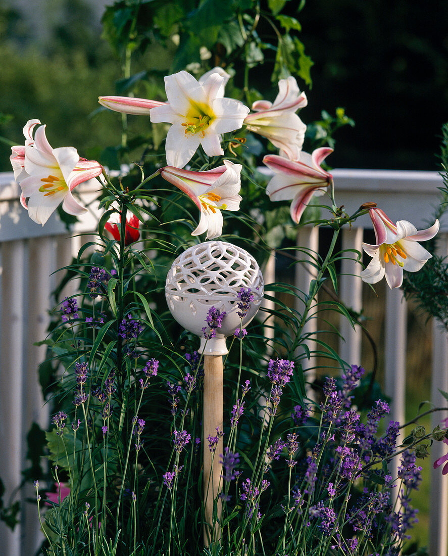 Lilium regale