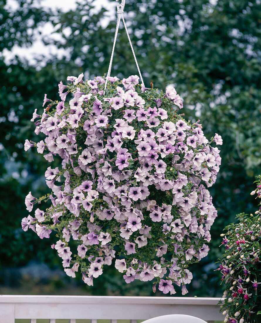 Surfinia Petunia 'Blue Vine'