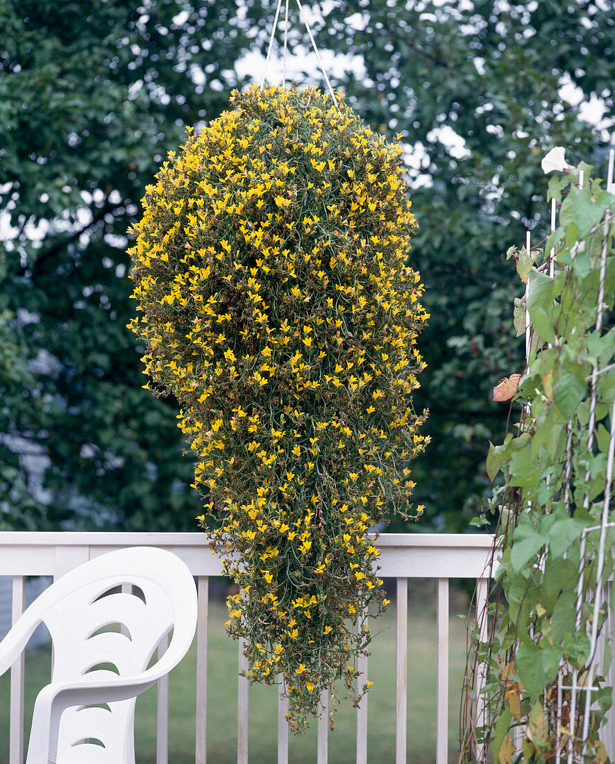 Monopsis lutea