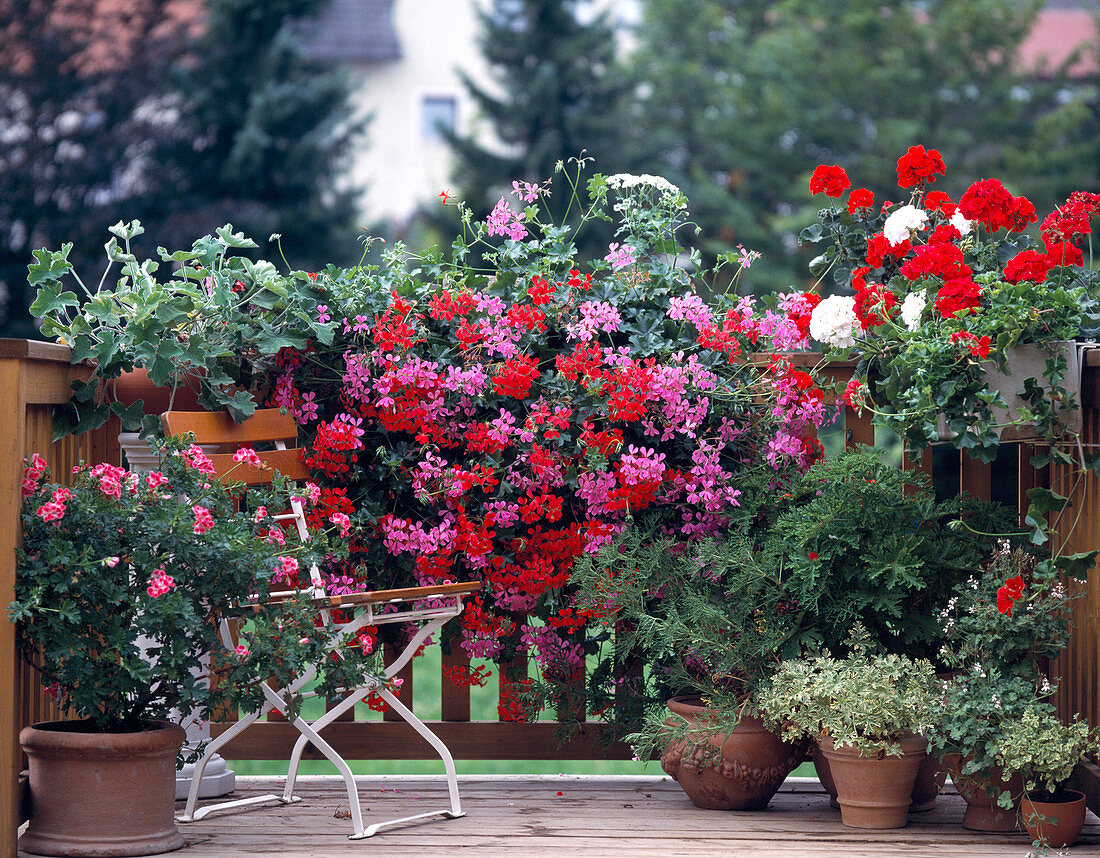 Pelargonium peltatum, -zonale hybrids