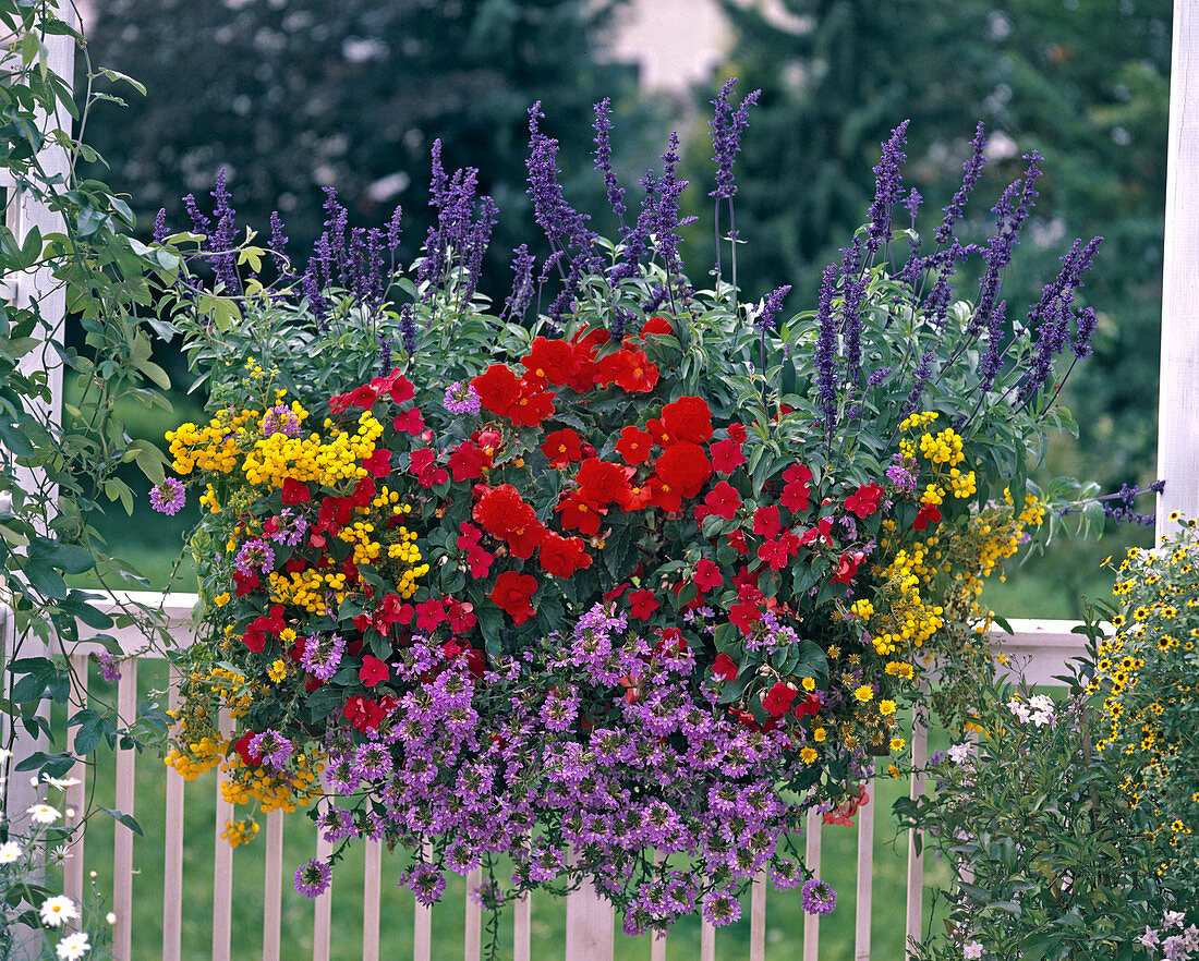 Salvia farinacea 'Viktoria', Begonia (Tuber Begonia) 'Nonstop