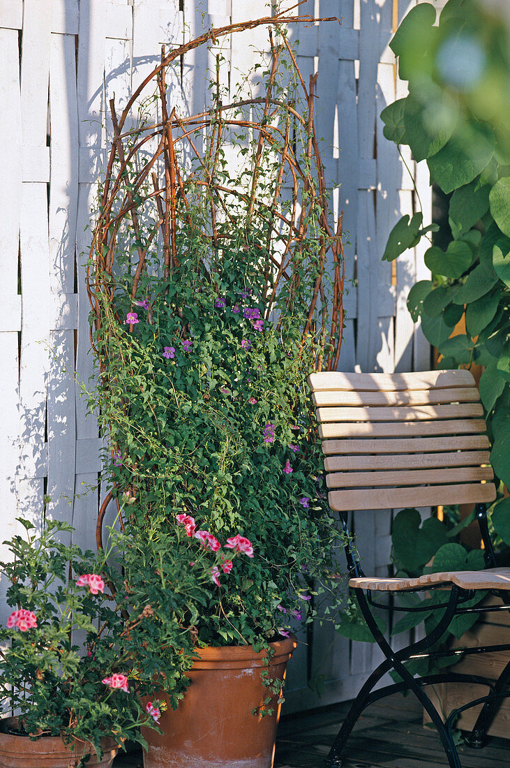 Willow trellis with asarina