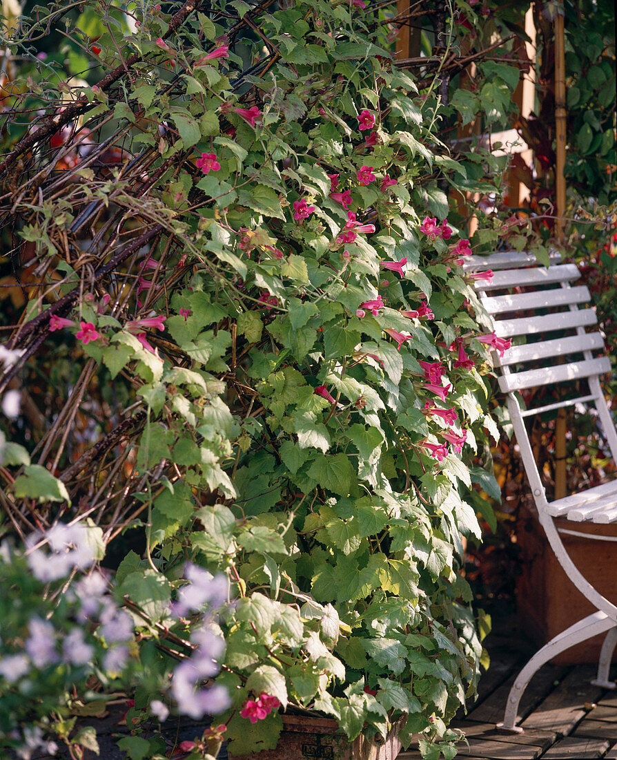 Asarina on a willow trellis