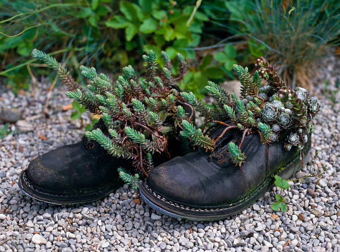 Schuhe mit Sedum reflexum, Tripmadam