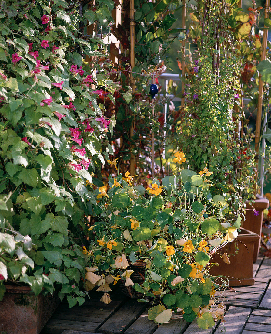 Asarina erubescens, Tropaeolum (Nasturtium)