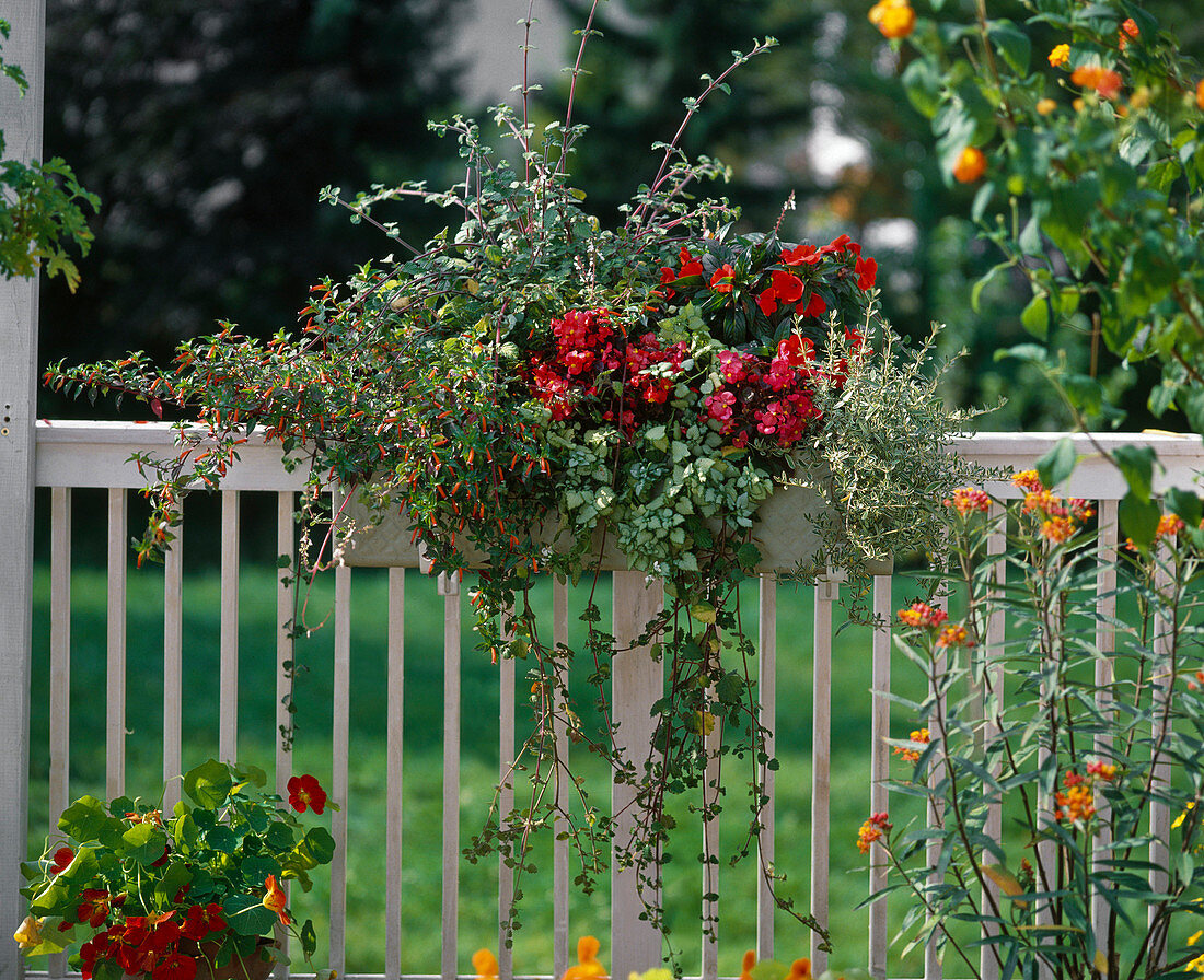 Begonia, Impatiens, Cuphea, Lamium