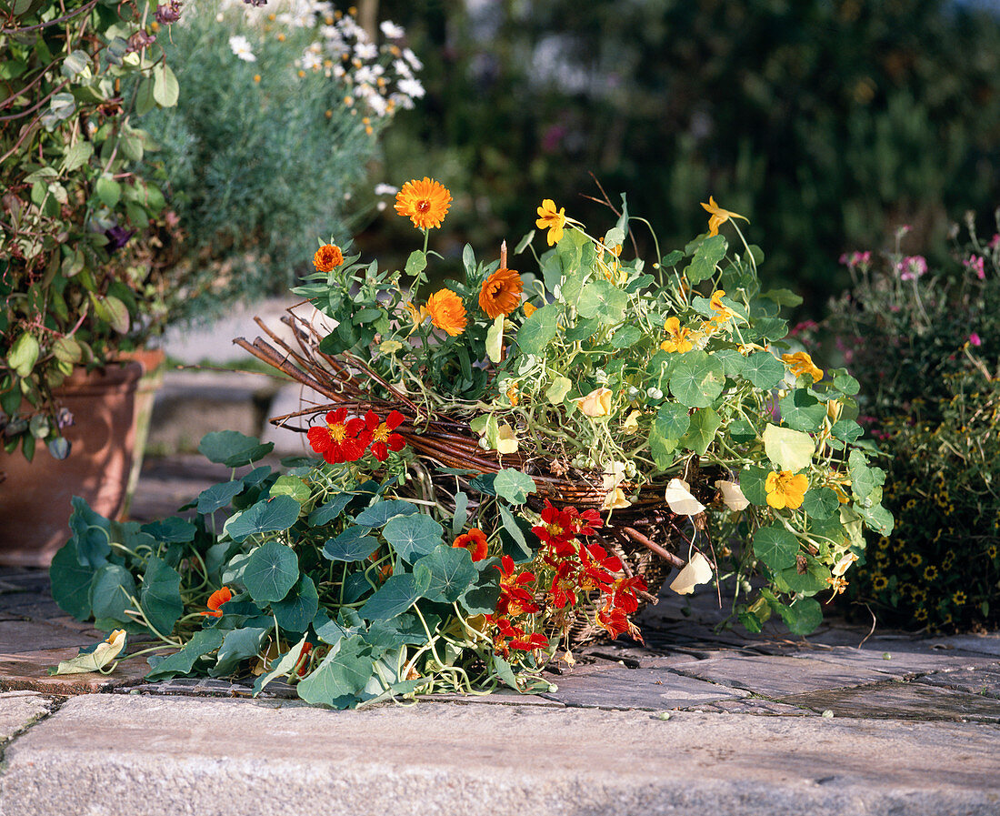 Tropaeolum majus (Kapuzinerkresse), Calendula officinalis (Ringelblume)