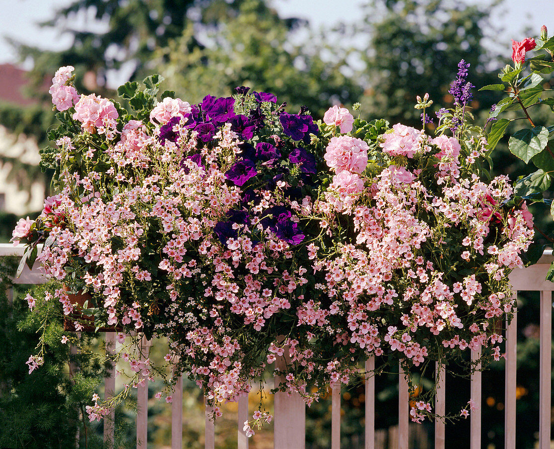 Pel. Zonal hybrids, Petunia hybrids, Diascia vigilis