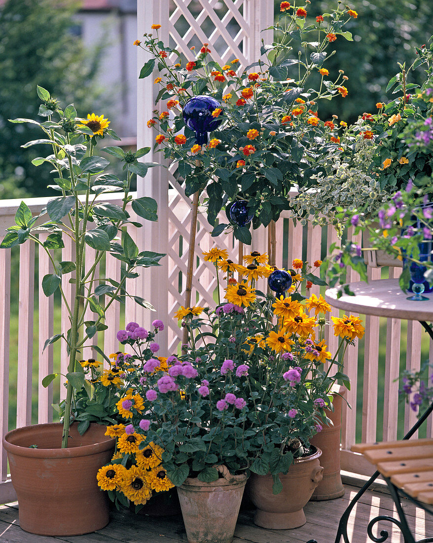 Helianthus, Ageratum, Rudbeckia, Lantana camara hybrid