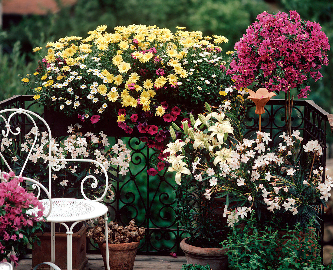 Nerium Oleander, Bougainvillea Glabra