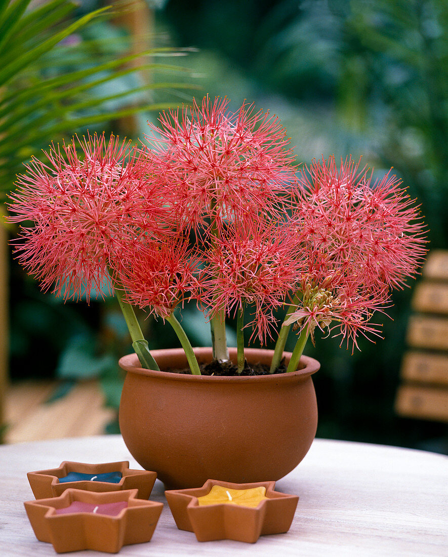 Haemanthus multiflorus