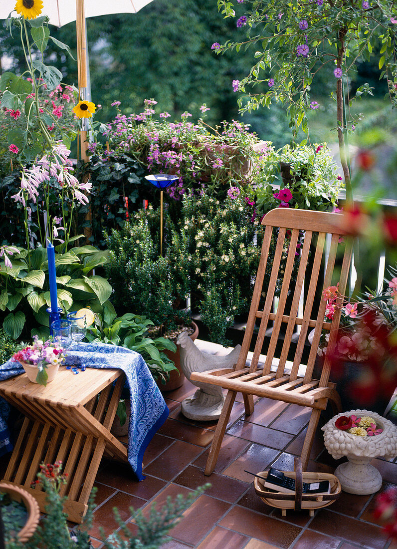 Seating area with Myrtus communis, Hosta, Scaevola