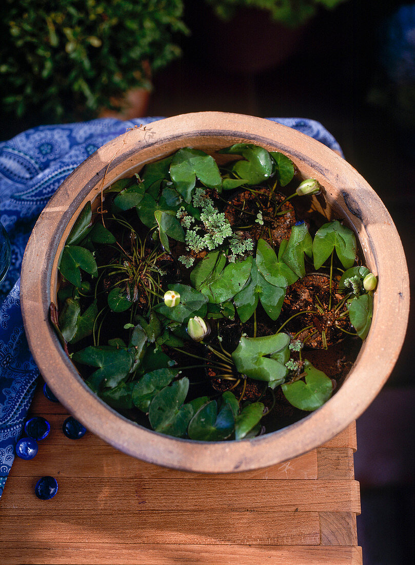 Small 20 cm diameter clay pot with mini plants
