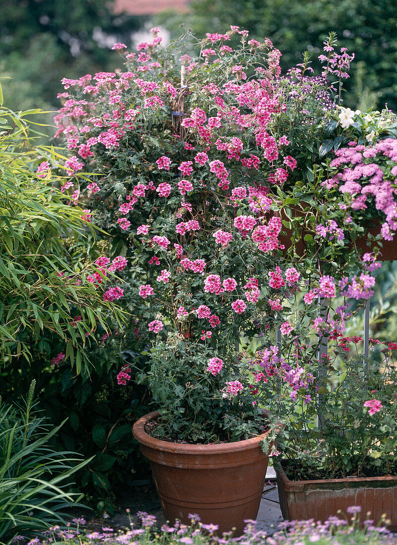 Verbena tenera 'Cleopatra'