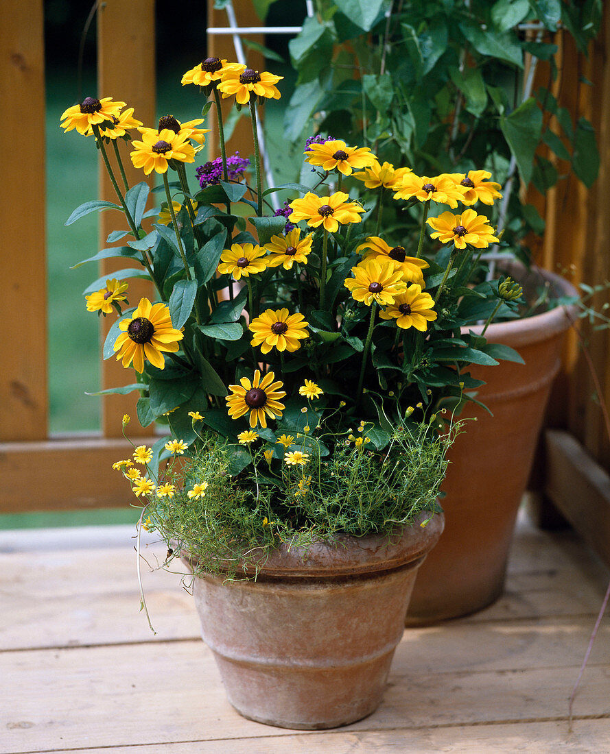 Rudbeckia hirta 'Toto' (Sonnenhut)