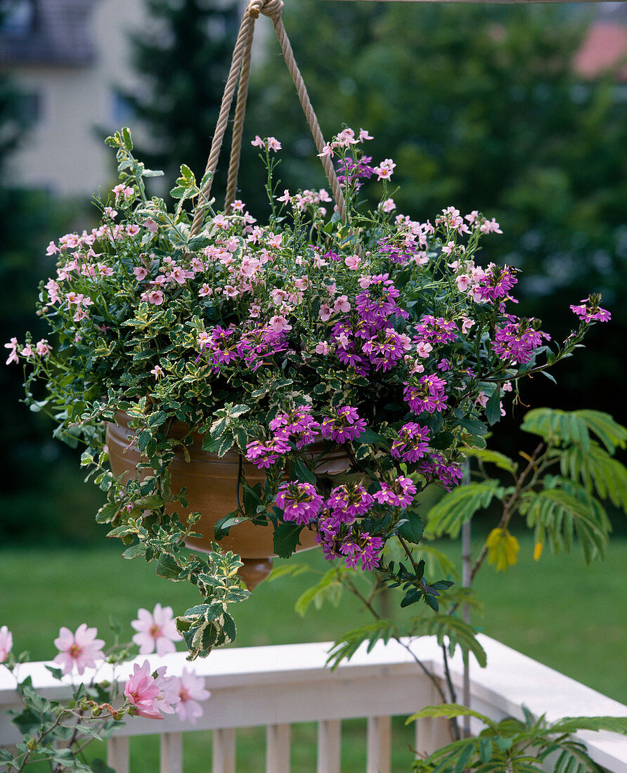 Diascia cordata, Scaevola aemulae