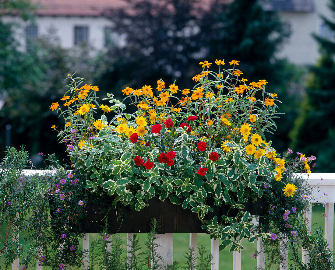 Zinnia, Dianthus Caryophyllus