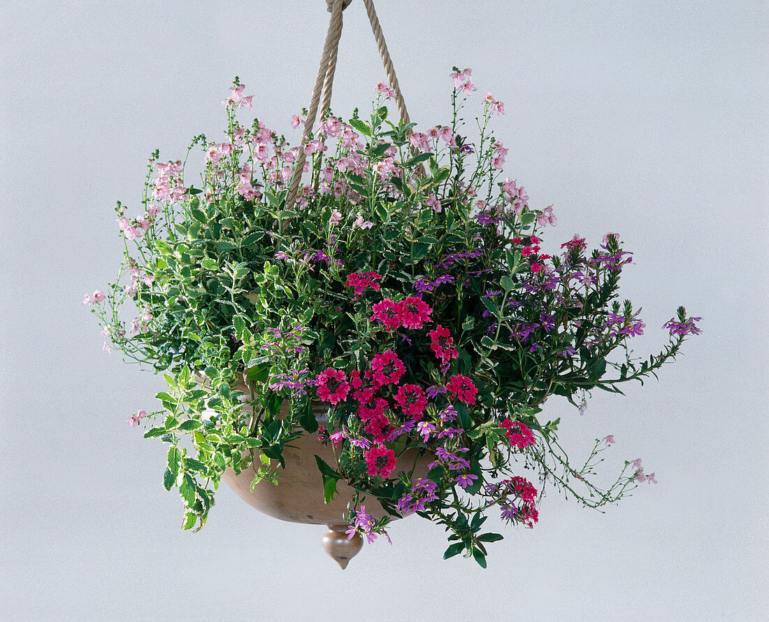 Traffic light with Diascia, Mentha suaveolens, Verbena hybrid