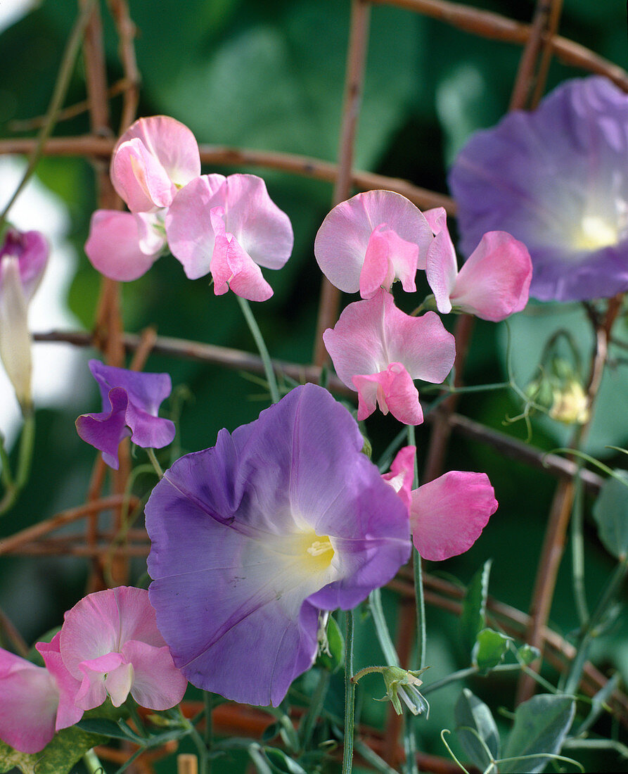 Ipomoea purpurea and Lathyrus odoratus