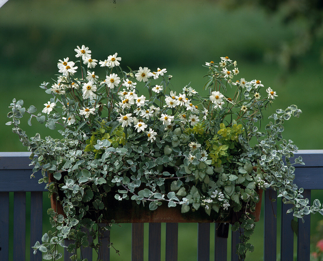 Zinnia angustifolia, Origanum