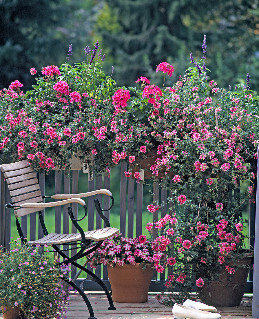 Verbena - tenera 'Cleopatra', Salvia, Pelargonium