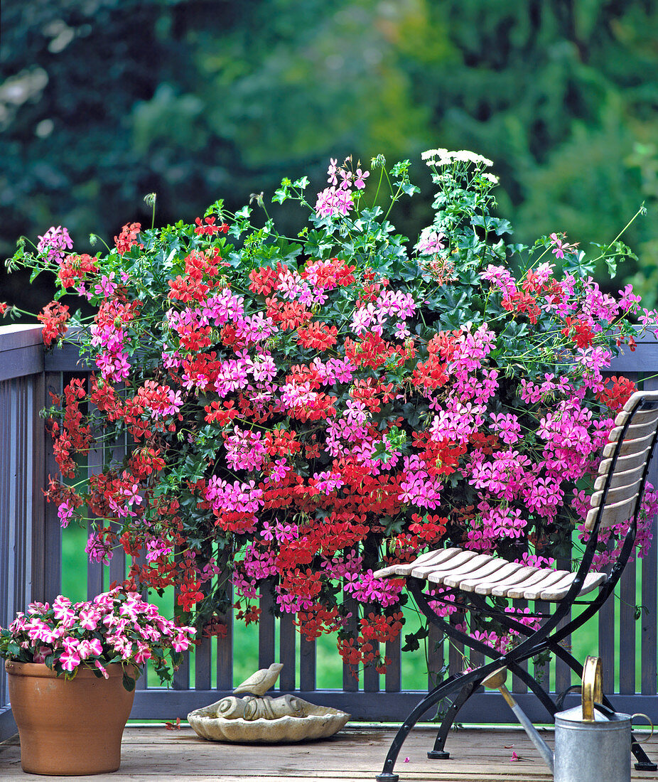 Pelargonium peltatum hybrids