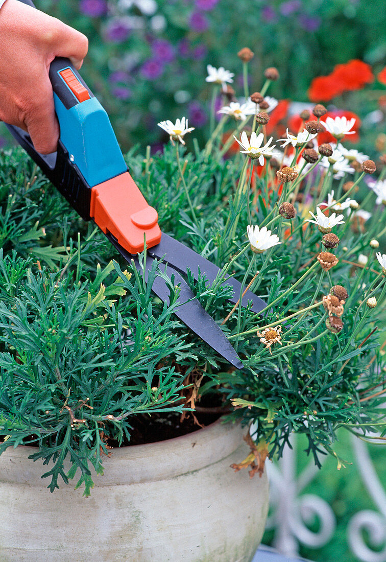 Cutting back a Marguerite after first flower