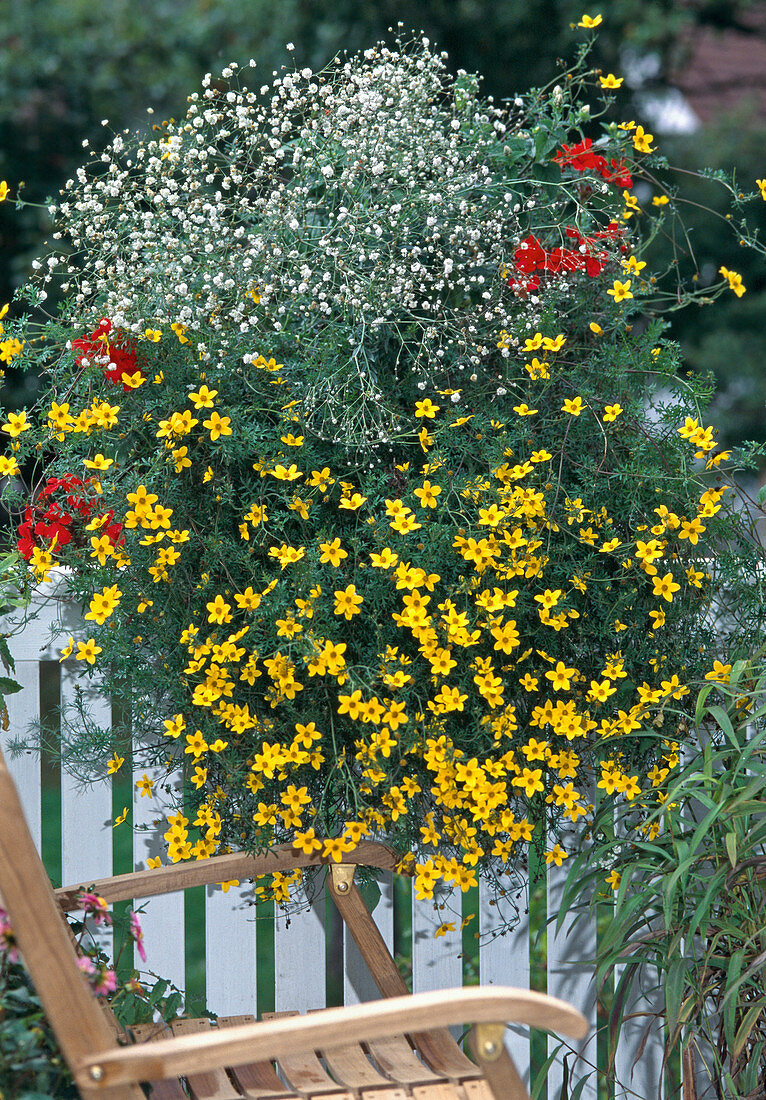 Bidens ferulifolia, Gypsophila (baby's breath)