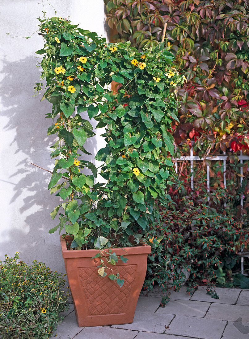 Thunbergia alata