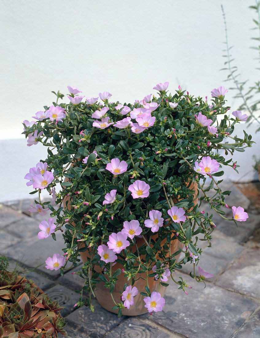 Portulaca grandiflora