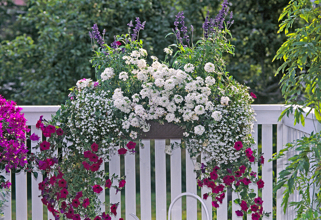 Petunia Surfinia, 'Shihi Purple', Verbena hybrid