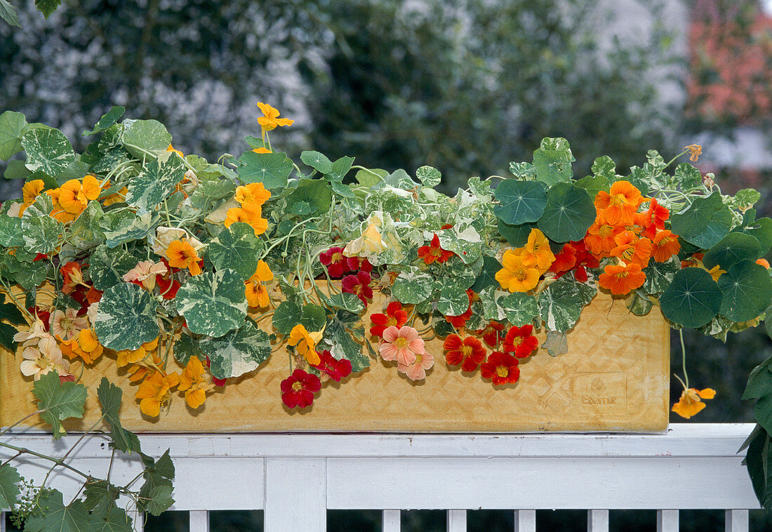 Tropaeolum majus 'Alaska Mixed' (nasturtium)