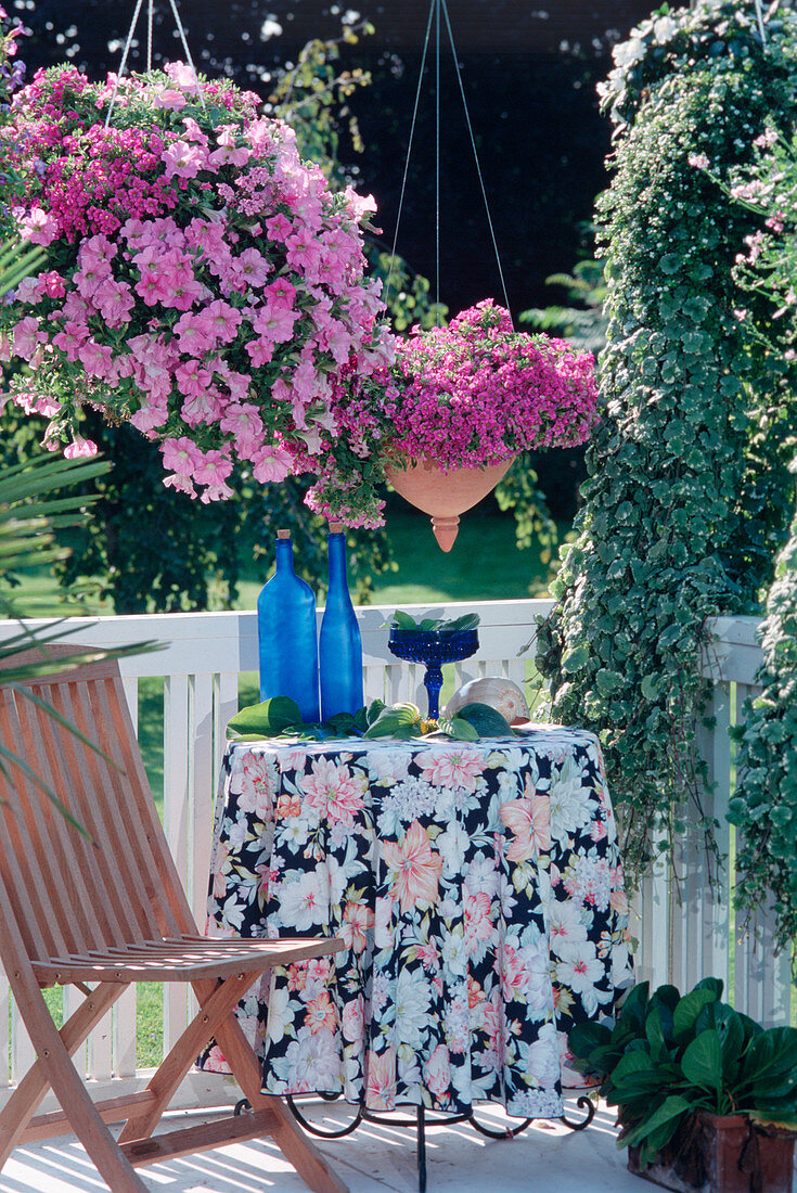 Surfinia petunia 'Million Bells' pink and blue