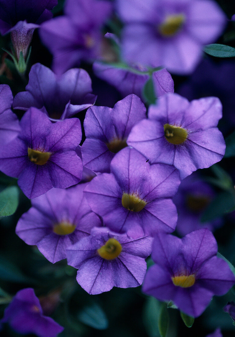 Surfinia-Petunia 'Million Bells' Blau