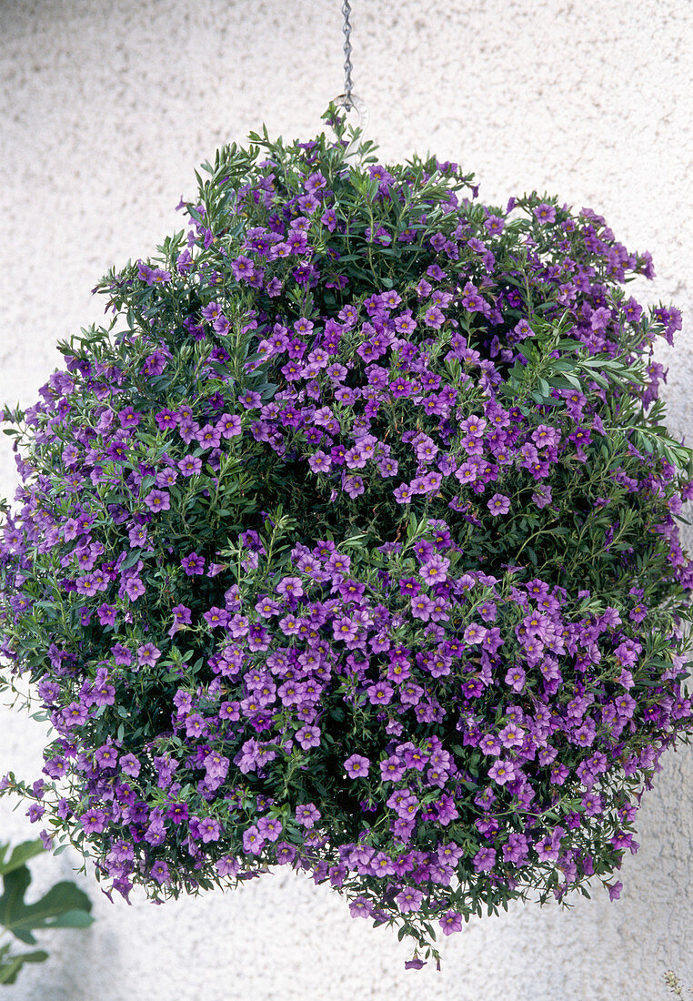 Petunia surfinia 'Million Bells' Blau