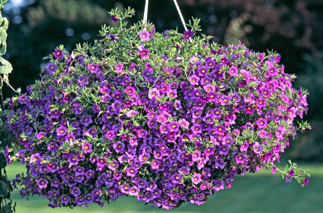 Petunia 'Million Bells'