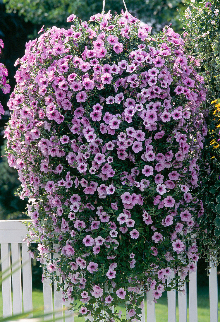 Surfinia Petunia 'Pink Vein'