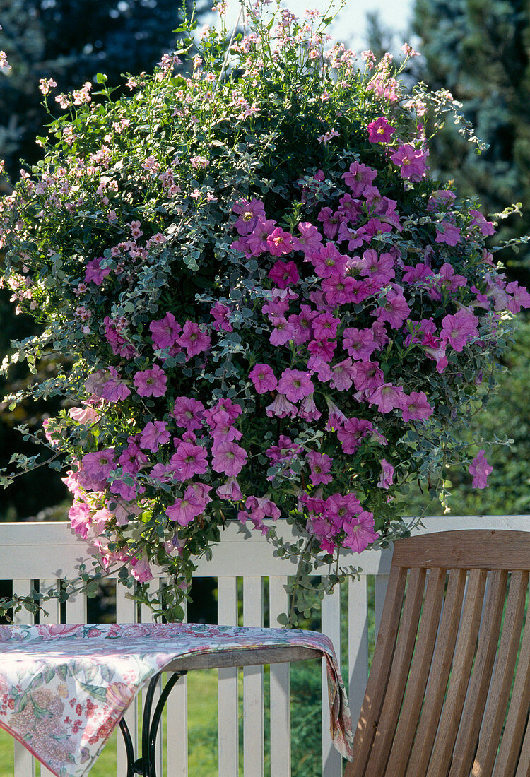 Diascia virgilis 'Elliott's Variety' Surfinia Pastel