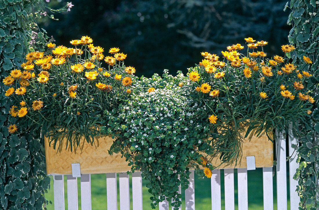 Helichrysum bracteatum 'Golden Beauty'