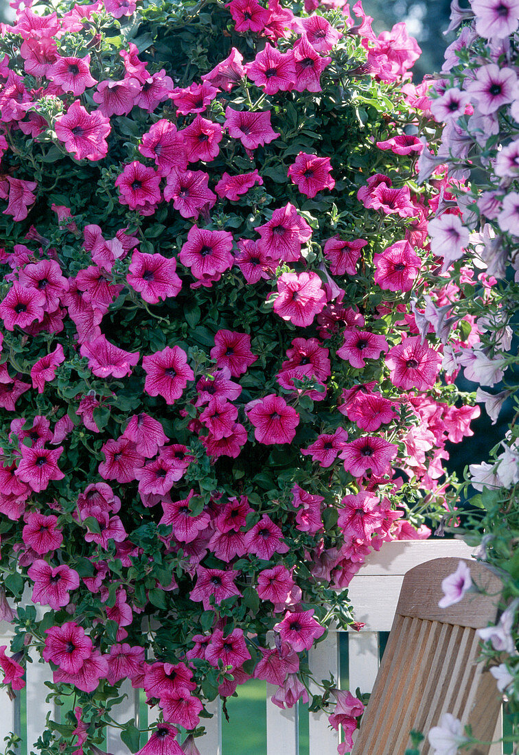 Surfinia-Petunia 'Hot Pink'