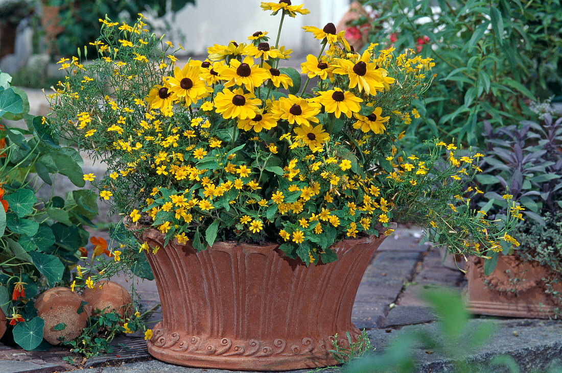 Rudbeckia, Tagetes erecta, Melampodium paludosum