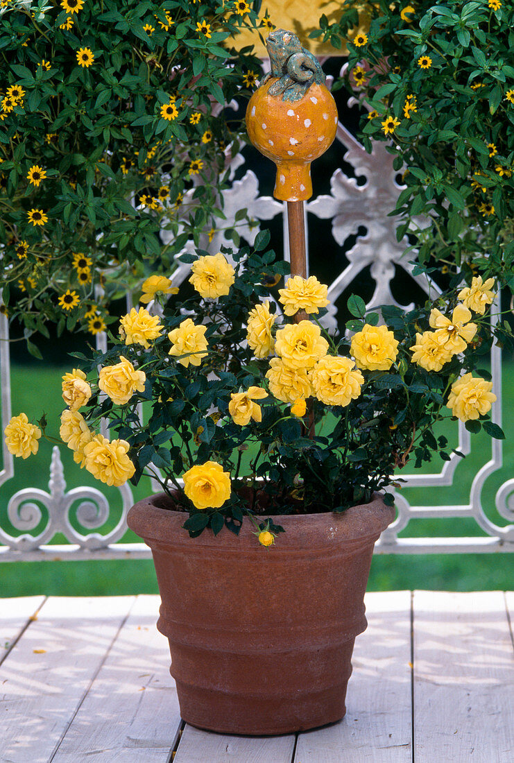 Patio-rose on the balcony