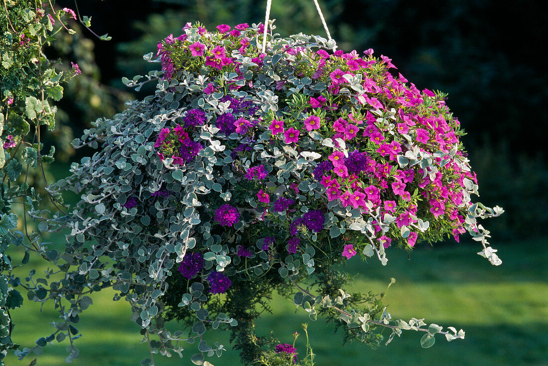 Helichrysum petiolare 'Silver', Petunia Surfinia