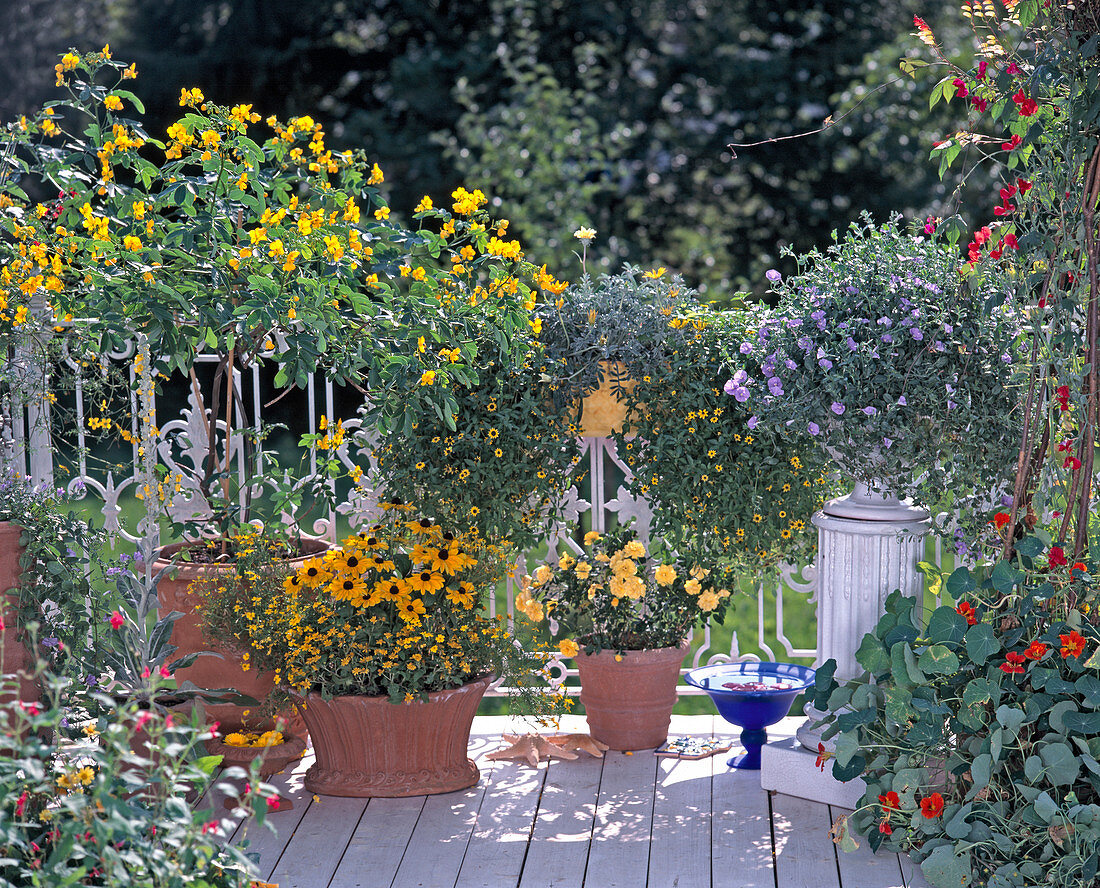 Gelber Balkon: Cassia corymbosa, Patio-Rose